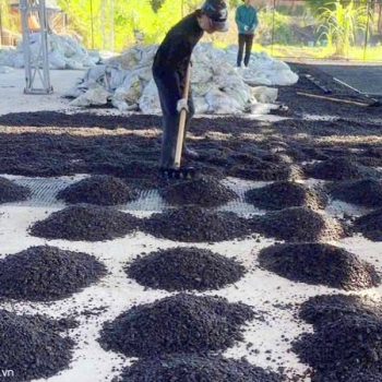 Cac Loai Co Hat Be Tong Nhua Nguoi